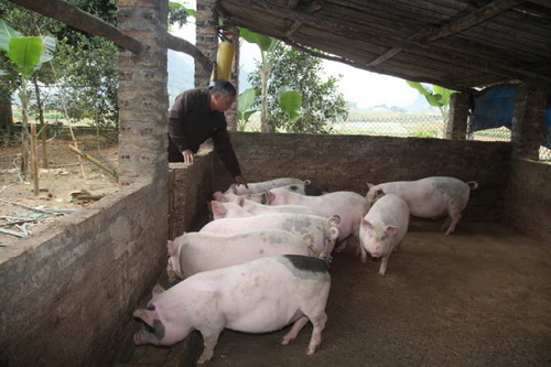 Mô hình chăn nuôi lợn theo quy trình VietGAP của gia đình anh Hoàng Đặng Gầu, xóm Pác Pan, xã Nam Tuấn (Hòa An) đem lại hiệu quả kinh tế cao.