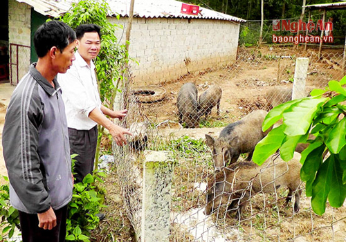 Phát triển trang trại chăn nuôi là một trong những hướng phát triển kinh tế phá thế độc canh cây lúa ở Yên Thành.