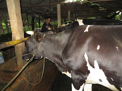 Trang trại chăn nuôi liên hoàn mang lại hiệu quả kinh tế