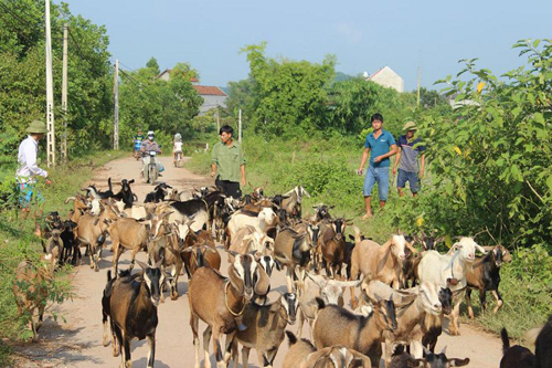 Nuôi dê làm giàu. Những nông dân làm giàu từ chăn nuôi dê