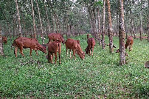 Chăn nuôi bò làm giàu. Những nông dân trẻ làm giàu từ chăn nuôi bò