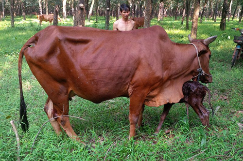 Chăn nuôi bò làm giàu. Những nông dân trẻ làm giàu từ chăn nuôi bò