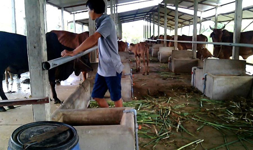 Chăn nuôi bò làm giàu. Những nông dân trẻ làm giàu từ chăn nuôi bò