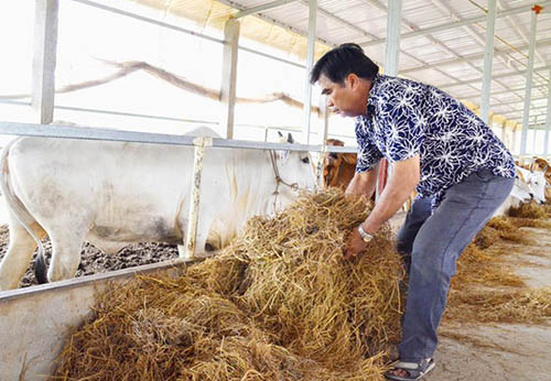 Nhờ kết hợp chăn nuôi với trồng trọt mà mỗi năm, ông Đức đút túi 15 tỷ đồng tiền lãi