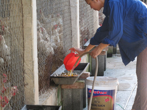Một số lưu ý trong chăm sóc nuôi dưỡng gia súc gia cầm mùa hè