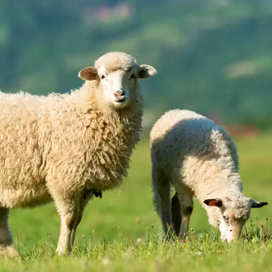 Diễm Uyên - HUPHAVET - Đồng hành cùng người chăn nuôi