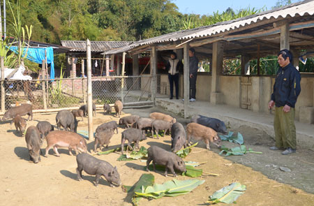 Mô hình nuôi lợn bán hoang dã của hộ chị Đinh Thị Vân, tổ 10, phường Sông Cầu (thị xã Bắc Kạn). 