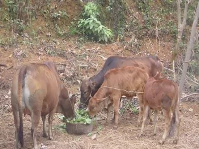 Bệnh giun đũa