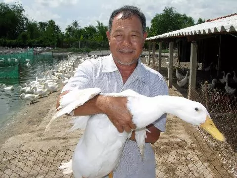 [Long An] Đại gia vịt miền Tây