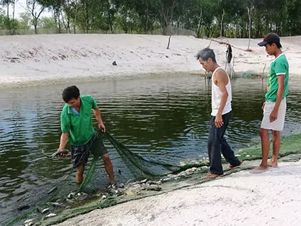 Nhiều cách làm giàu của nông dân Triệu Phong