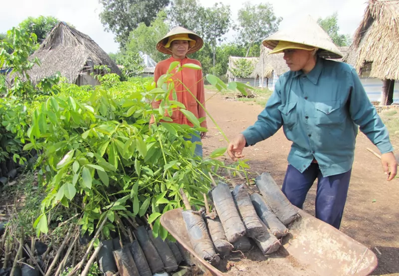 Làm giàu nhờ kết hợp trồng trọt với chăn nuôi