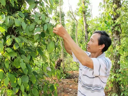 Làm giàu bằng mô hình chăn nuôi kết hợp với trồng trọt