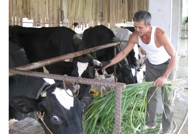 Nông dân Trần Văn Tiến làm giàu từ nuôi bò sữa