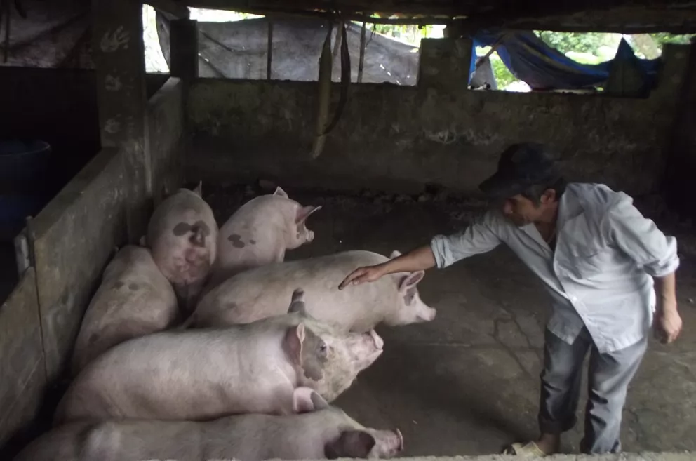 Làm giàu từ chăn nuôi lợn