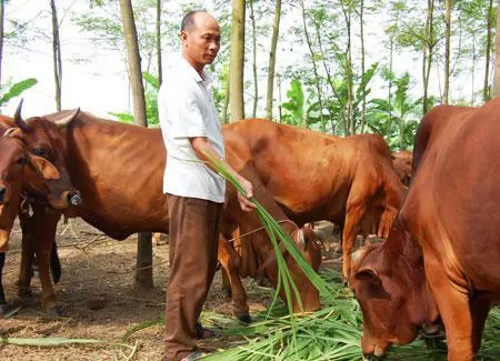 Miền Trung nuôi con gì?