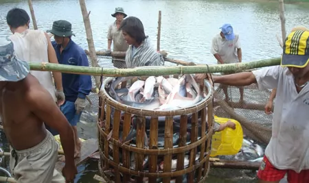 Bi kịch chăn nuôi thuê