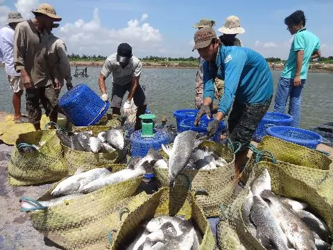 Có đầu ra ổn định nhờ nuôi thủy sản an toàn