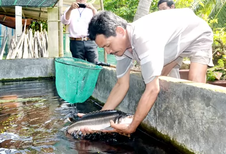 Cá tầm Trà Cổ