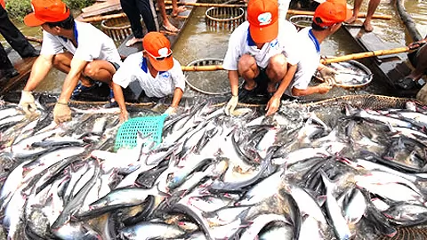VASEP kiến nghị kiểm soát hạn ngạch sản lượng nuôi cá tra