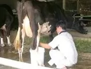 BỆNH VIÊM VÚ (Mastitis)