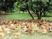 BỆNH KÝ SINH TRÙNG MÁU TRÊN GÀ (LEUCOCCYTOZOON DISEASE OF CHICKEN)