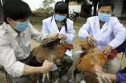 Dịch cúm gia cầm H5N1 xuất hiện trở lại