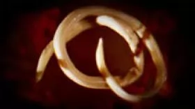 BỆNH GIUN ĐŨA BÊ NGHÉ (Ascaris suum)