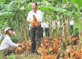 KỸ THUẬT CHĂN NUÔI GÀ THẢ VƯỜN AN TOÀN SINH HỌC