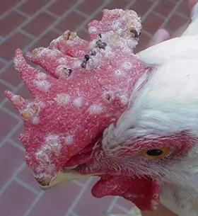 BỆNH ĐẬU GÀ (Avian pox)