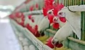 BỆNH LYMPHOID - LEUKOSIS (Leukosis)