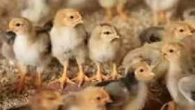 BỆNH NẤM PHỔI (Aspergillosis)