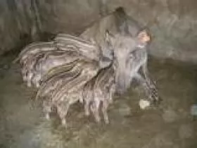 BỆNH TỤ HUYẾT LỢN (Pasteurellosis)