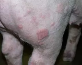 BỆNH ĐÓNG DẤU LỢN (Erysipelas)