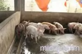 BỆNH SUYỄN LỢN (Pneumonia enzootica suum)