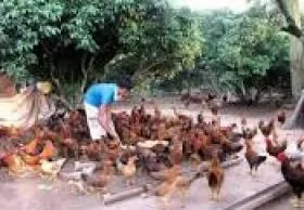 BỆNH  VIÊM ĐƯỜNG HÔ HẤP MẠN TÍNH Ở GIA CẦM (Chronic Respiratory Disease - CRD)