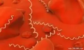 BỆNH XOẮN KHUẨN (Leptospirosis)