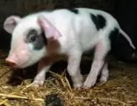 BỆNH VIÊM DẠ DÀY - RUỘT TRUYỀN NHIỄM Ở LỢN (Trasmissable gastroenteritis - TGE)