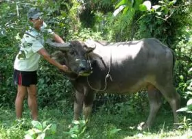 BỆNH TỤ HUYẾT TRÙNG TRÂU BÒ (Pasteurellosis)