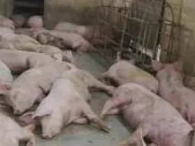BỆNH DỊCH TẢ LỢN (Classical Swine Fever - Hog Cholera)