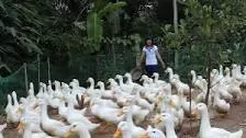 BỆNH DỊCH TẢ VỊT (Duck Plague)