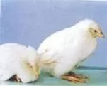 BỆNH VIÊM RUỘT HOẠI TỬ (Necrotic enteritis in chicken)