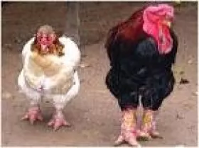 Nuôi gà đông tảo thuần chủng