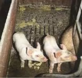 BỆNH CẦU TRÙNG Ở LỢN (Swine Coccidiosis)