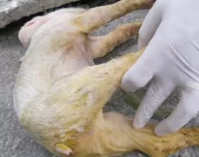 Bệnh tiêu chảy dịch trên  lợn (Porcine Epidemic Diarrhea - PED)