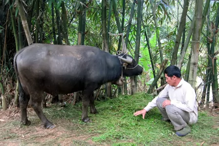 Làm giàu từ nghề nuôi trâu thương phẩm