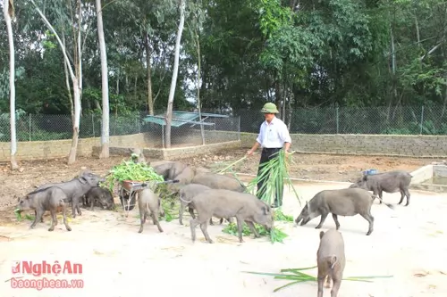 Về với làng quê để làm giàu