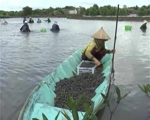 Làm giàu từ mô hình nuôi sò huyết trong ao tôm