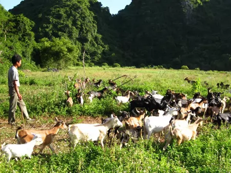 Làm giàu ở thung lũng đá