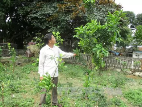 Làm giàu từ mô hình trang trại sạch