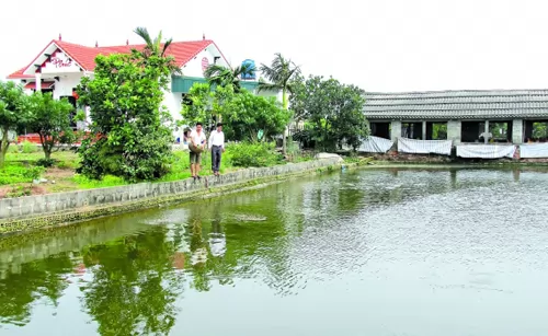 Làm giàu từ mô hình trang trại tổng hợp